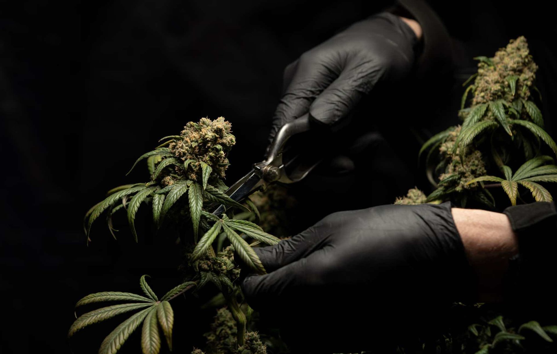 Upcoming developments